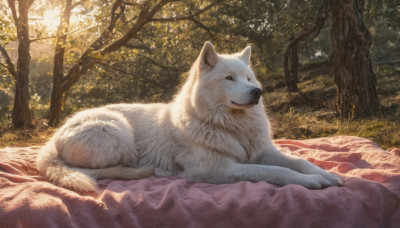 outdoors, lying, day, tree, no humans, animal, grass, on stomach, nature, forest, dog, realistic, animal focus, wolf