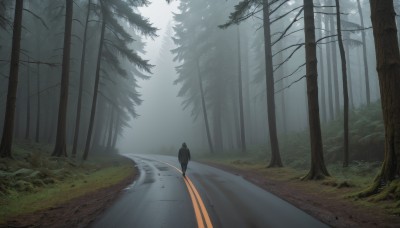 outdoors,day,tree,no humans,shadow,bird,grass,nature,scenery,forest,walking,road,bush,fog,path,solo,sky,cloud,animal,landscape,crow