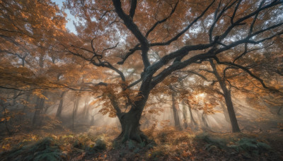 outdoors, sky, day, tree, no humans, leaf, sunlight, grass, nature, scenery, forest, autumn leaves, autumn