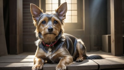 HQ,solo,blue eyes,closed mouth,indoors,collar,no humans,window,animal,sunlight,cat,dog,realistic,animal focus,red collar,animal collar,looking at viewer,sitting,lying,day,on stomach,light rays,door