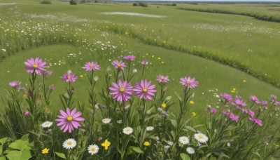 flower,outdoors,day,no humans,grass,white flower,nature,scenery,pink flower,yellow flower,purple flower,field,flower field,daisy,sky,blue sky,leaf,plant,landscape