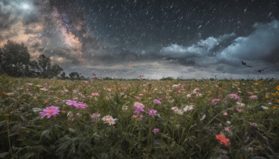 flower, outdoors, sky, cloud, tree, no humans, night, cloudy sky, grass, star (sky), nature, night sky, scenery, starry sky, field, flower field