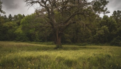 flower,outdoors,sky,day,cloud,tree,no humans,cloudy sky,grass,plant,nature,scenery,forest,field,landscape,grey sky,sunlight,bare tree