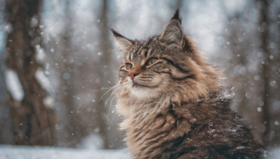 outdoors, blurry, no humans, depth of field, blurry background, animal, cat, slit pupils, snow, snowing, realistic, animal focus, whiskers