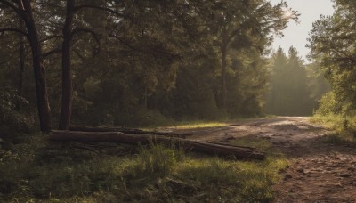 outdoors,day,tree,no humans,sunlight,grass,nature,scenery,forest,road,path,sky,cloud,plant,realistic,bush,landscape