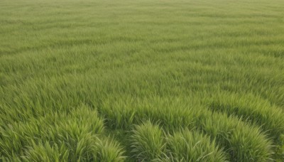 flower,outdoors,day,no humans,grass,nature,scenery,field,plant,road,green theme