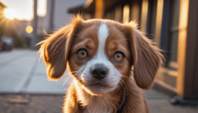 solo,looking at viewer,brown eyes,outdoors,blurry,collar,no humans,depth of field,blurry background,animal,cat,building,lens flare,dog,realistic,road,animal focus,lamppost,street,whiskers,blue eyes,upper body,close-up,sun