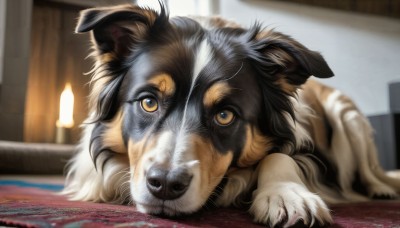 HQ,looking at viewer,yellow eyes,lying,indoors,blurry,no humans,depth of field,blurry background,animal,cat,on stomach,dog,realistic,animal focus,carpet,rug,solo,closed mouth,signature,puppy