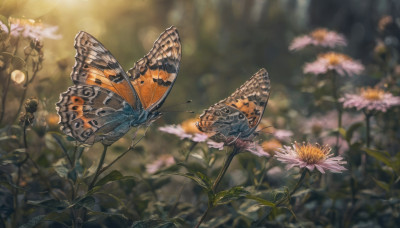 flower, outdoors, wings, day, blurry, no humans, depth of field, blurry background, animal, sunlight, bug, plant, butterfly, nature, scenery, pink flower