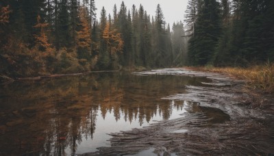 outdoors,day,water,tree,no humans,nature,scenery,forest,reflection,road,bare tree,river,landscape,lake,fog,reflective water,pine tree,sky,cloud,grass,puddle