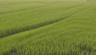 outdoors,sky,day,no humans,traditional media,grass,nature,scenery,field,green theme,plant,road