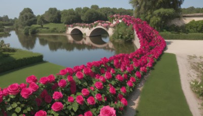 flower,outdoors,sky,day,water,tree,no humans,rose,grass,plant,red flower,ground vehicle,nature,scenery,motor vehicle,pink flower,forest,reflection,red rose,road,bush,pink rose,river,blue sky,field,landscape,lake,garden,reflective water