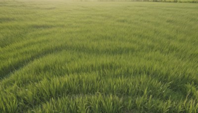 flower,outdoors,day,no humans,traditional media,grass,nature,scenery,field,plant,road,green theme