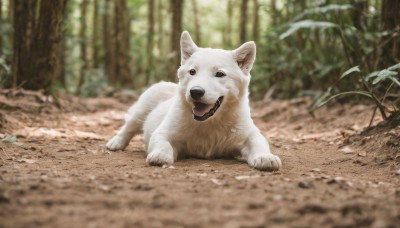 solo,looking at viewer,open mouth,full body,outdoors,day,tongue,tongue out,blurry,black eyes,tree,no humans,depth of field,blurry background,animal,leaf,fangs,plant,nature,forest,dog,realistic,animal focus,signature