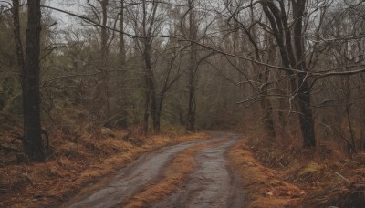 outdoors,sky,day,water,tree,no humans,grass,nature,scenery,forest,road,bare tree,river,landscape,fog,path,realistic,autumn