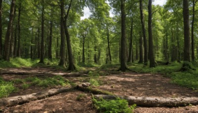 outdoors,sky,day,cloud,tree,no humans,leaf,sunlight,grass,nature,scenery,forest,rock,road,bush,landscape,path,blue sky,plant,river