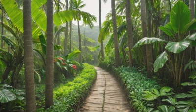 outdoors,day,tree,no humans,leaf,sunlight,grass,plant,nature,scenery,forest,palm tree,bush,green theme,sky,road,path