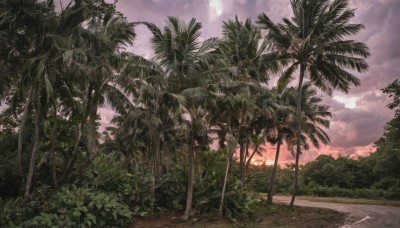 outdoors,sky,cloud,tree,dutch angle,no humans,beach,sunlight,cloudy sky,plant,nature,scenery,forest,sunset,sand,palm tree,sun,road,bush,leaf,grass,landscape