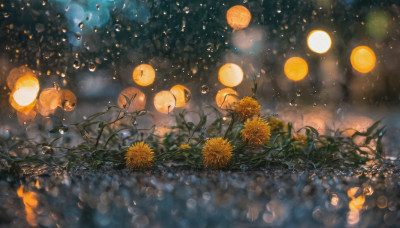 flower, outdoors, blurry, tree, no humans, night, depth of field, plant, scenery, light particles, lantern, water drop, yellow flower, branch, bokeh, paper lantern, dandelion