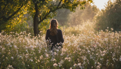 1girl, solo, long hair, brown hair, flower, outdoors, day, from behind, blurry, tree, white flower, nature, scenery, facing away, field