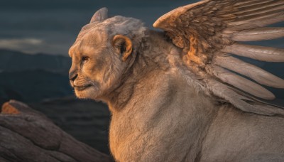 solo,1boy,closed mouth,upper body,outdoors,wings,sky,cloud,blurry,from side,no humans,animal,feathers,feathered wings,furry,mountain,realistic,animal focus,profile,blurry background,cloudy sky,rock