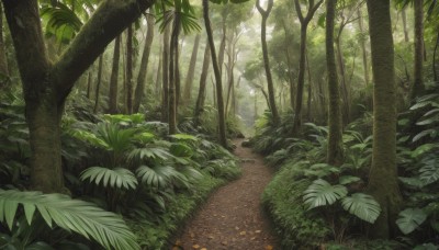 outdoors,day,tree,no humans,leaf,sunlight,grass,plant,nature,scenery,forest,light rays,rock,road,bush,path