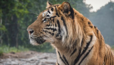 solo,blue eyes,closed mouth,outdoors,day,blurry,from side,tree,no humans,depth of field,blurry background,animal,fangs,nature,forest,realistic,chinese zodiac,animal focus,whiskers,tiger,year of the tiger,sky,profile,grass