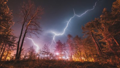 outdoors,sky,cloud,tree,dutch angle,no humans,night,cloudy sky,grass,star (sky),nature,night sky,scenery,forest,starry sky,sunset,electricity,bare tree,lightning,leaf,plant,dark,twilight