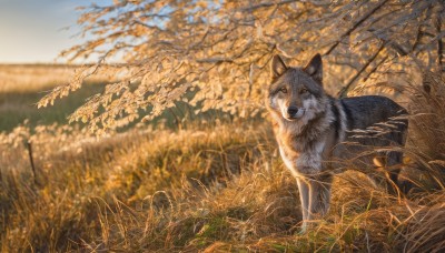 solo,looking at viewer,yellow eyes,outdoors,sky,day,blurry,tree,no humans,animal,leaf,grass,scenery,dog,realistic,field,animal focus,autumn,wolf,signature,blue sky,depth of field,blurry background,nature