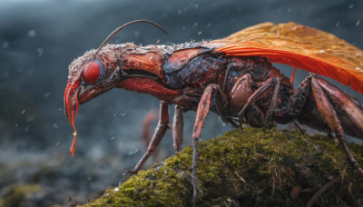 solo, red eyes, outdoors, sky, cloud, blurry, no humans, animal, cloudy sky, bug, claws, monster, realistic, antennae, oversized animal