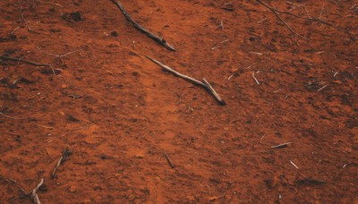 weapon,outdoors,sword,tree,no humans,from above,traditional media,scenery,brown theme,orange theme,solo,monochrome,bird,nature