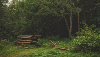 outdoors,day,tree,no humans,traditional media,sunlight,grass,plant,nature,scenery,forest,bench,green theme,leaf,moss