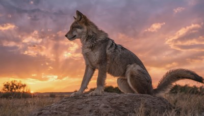 solo,tail,outdoors,sky,cloud,from side,tree,no humans,animal,cloudy sky,grass,scenery,claws,sunset,dog,realistic,sun,twilight,wolf,nature,field