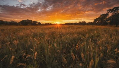 outdoors,sky,cloud,tree,no humans,sunlight,cloudy sky,grass,plant,nature,scenery,sunset,sun,field,evening,landscape,orange sky,forest,mountain