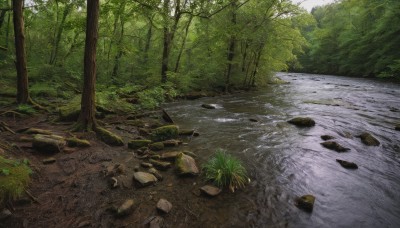 outdoors,day,water,tree,no humans,sunlight,grass,plant,nature,scenery,forest,rock,river,landscape,stone,stream,bush,path