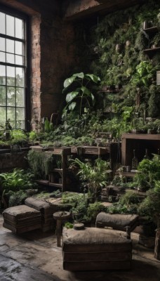 day,indoors,tree,no humans,window,bed,chair,table,sunlight,bottle,plant,scenery,couch,potted plant,ruins,stool,shelf,moss,overgrown,pillow,book,leaf,wall