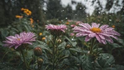 flower, outdoors, blurry, no humans, depth of field, blurry background, leaf, plant, scenery, pink flower, water drop, realistic, still life