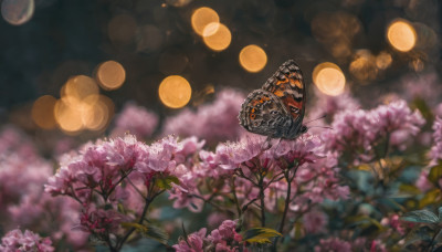 flower, outdoors, sky, blurry, no humans, night, depth of field, leaf, bug, butterfly, scenery, pink flower, bokeh