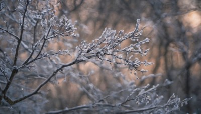 outdoors,blurry,tree,no humans,depth of field,scenery,snow,branch,winter,bare tree,still life,flower,blurry background,nature