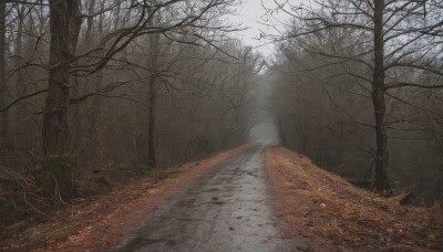 outdoors,sky,day,tree,no humans,sunlight,grass,nature,scenery,forest,road,bare tree,landscape,fog,path,leaf,plant