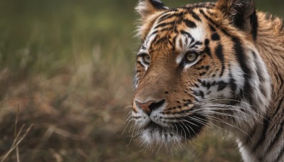 solo,looking at viewer,brown eyes,closed mouth,outdoors,blurry,no humans,depth of field,blurry background,animal,cat,grass,plant,realistic,animal focus,whiskers,tiger,year of the tiger,yellow eyes,close-up