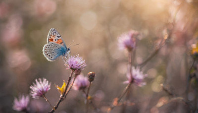 flower, outdoors, blurry, no humans, depth of field, blurry background, bug, butterfly, scenery, realistic, bokeh