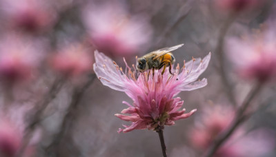 flower, wings, blurry, no humans, depth of field, blurry background, cherry blossoms, pink flower, antennae, insect wings