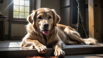 HQ,open mouth,blue eyes,day,tongue,indoors,tongue out,no humans,window,blood,animal,fangs,sunlight,claws,dog,realistic,door,animal focus,horror (theme),looking at viewer,lying,teeth,collar,table,on stomach,light rays,pet