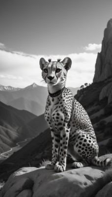 looking at viewer,closed mouth,monochrome,greyscale,outdoors,sky,day,cloud,signature,collar,no humans,animal,spot color,mountain,animal focus,whiskers,solo,full body,sunlight,cloudy sky,rock,realistic