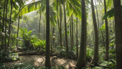 outdoors,day,tree,no humans,leaf,sunlight,grass,plant,nature,scenery,forest,rock,bamboo,green theme,bamboo forest