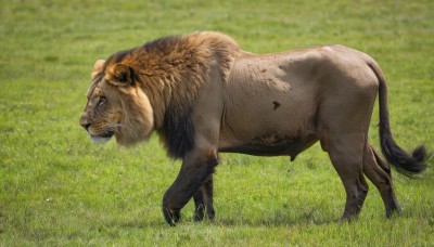 solo,closed mouth,tail,full body,outdoors,day,blurry,from side,no humans,animal,grass,realistic,animal focus,lion,standing,signature,profile