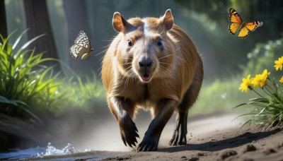 HQ,looking at viewer,open mouth,blue eyes,flower,outdoors,day,signature,water,blurry,tree,no humans,depth of field,blurry background,animal,grass,bug,plant,butterfly,nature,claws,forest,realistic,yellow flower,animal focus,whiskers,sunlight