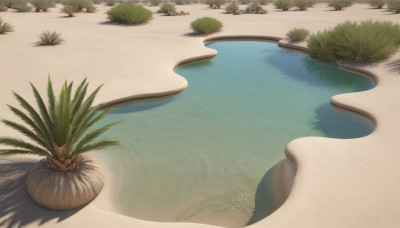 outdoors,day,water,tree,no humans,fruit,ocean,leaf,beach,grass,plant,nature,scenery,reflection,sand,palm tree,shore,still life