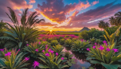 flower, outdoors, sky, cloud, tree, no humans, sunlight, cloudy sky, grass, plant, nature, scenery, sunset, mountain, sun